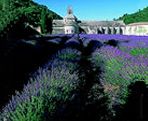 Lavender in bloom in Provence near the Abbaye Notre-Dame de Senanque near Gordes France Senanque 